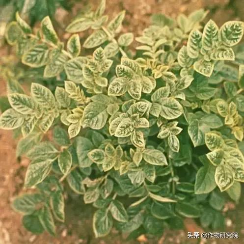 马铃薯黑胫病病害及防治方法,马铃薯常见病害有哪些