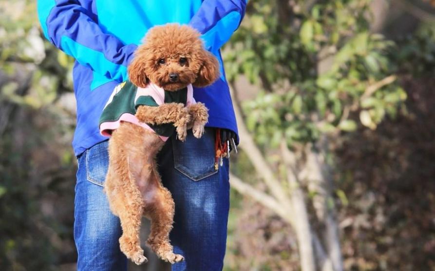 泰迪狗不能抱,怎么抱泰迪狗狗有安全感
