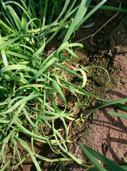 夏季韭菜干尖的原因及解决方案,天气高温韭菜黄叶怎么办