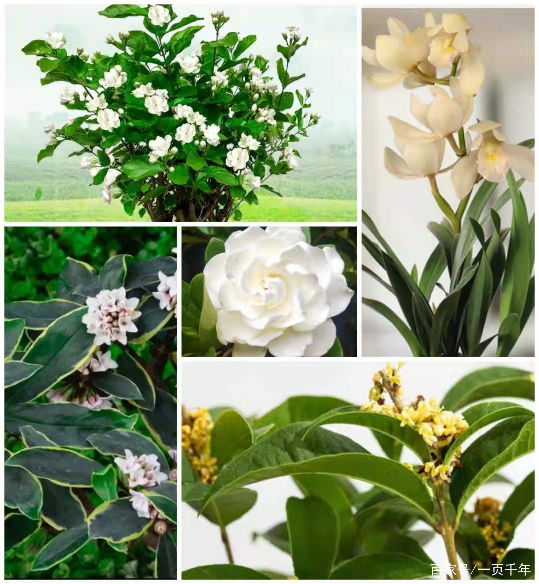 你知道世界上什么花最好养吗,你知道什么是世界上最好的花吗