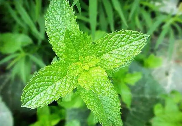 凤泉薄荷价值,凤泉薄荷功效