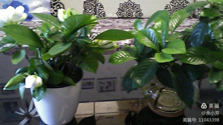 栀子花开歌曲歌词,栀子花开歌曲完整版