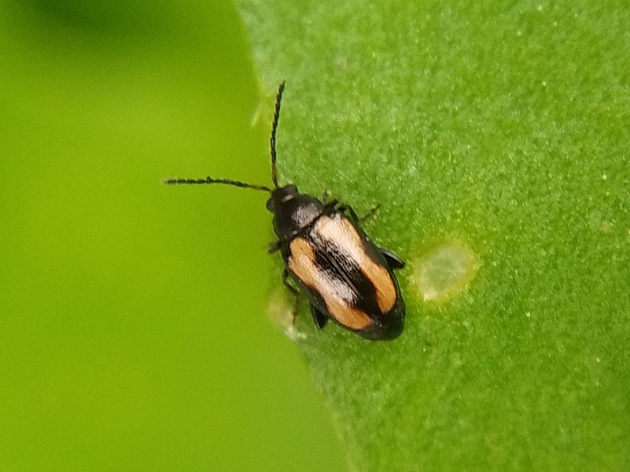 油菜黄锈病用什么药,黄曲条跳甲叶菜害虫图片