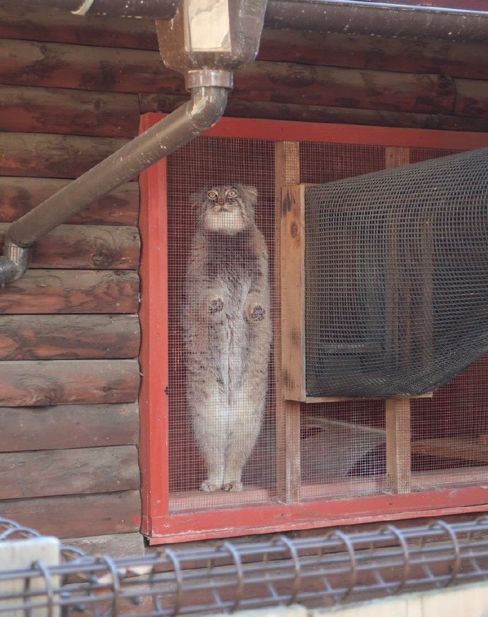 拥有窗纱的家庭，窗户上容易滋生“猫猫壁虎”？