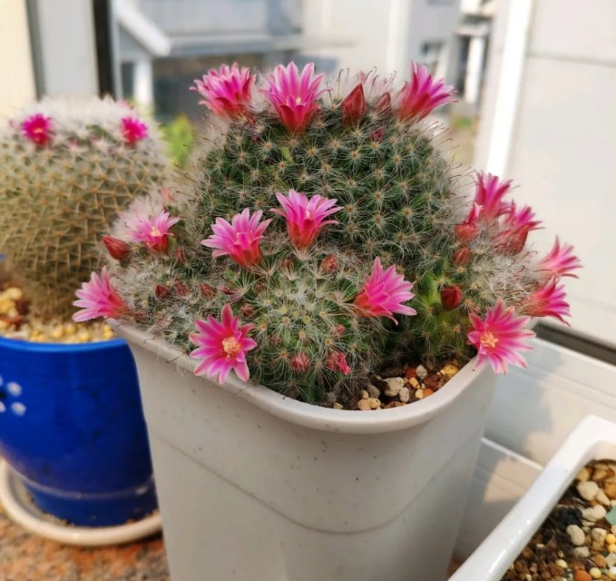 怎么养好仙人球才能开花,怎样养护仙人球才开花