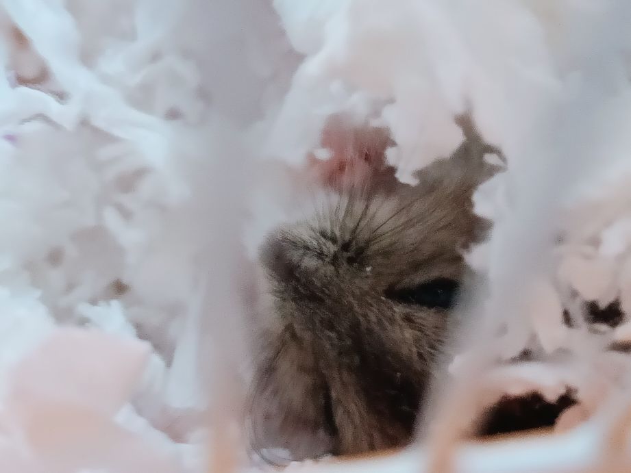 仓鼠怎么养才会怀孕要注意什么,怀孕的小仓鼠应该注意什么