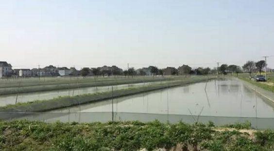 泥鳅养殖技术怎样养殖泥鳅,泥鳅养殖方法与技术要点有哪些