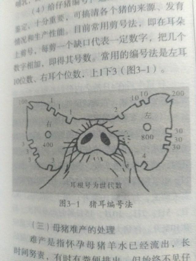 母猪接产准备工作及接产操作,母猪接产