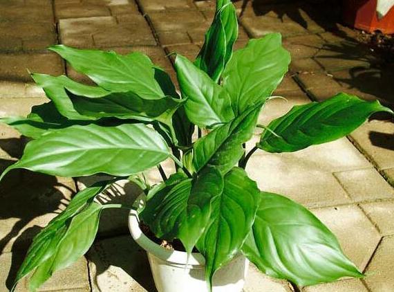 万年青叶子发黄怎么办施什么肥,万年青叶子长白霉如何处理