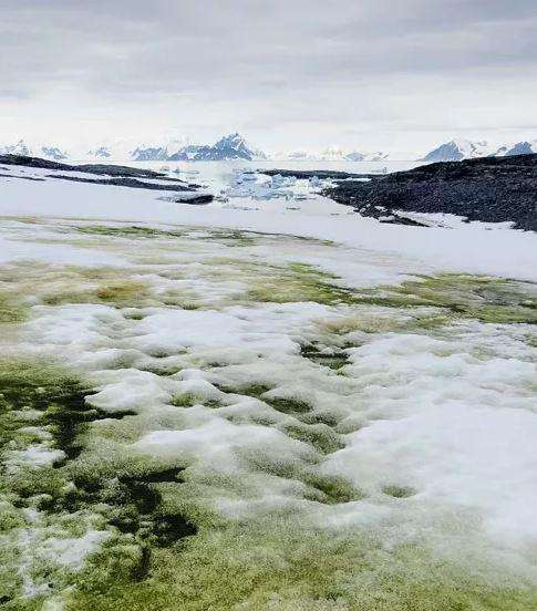 南极变暖意味着什么,南极变绿带来的影响