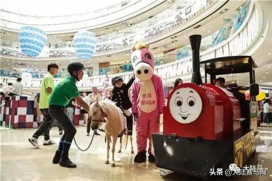 燕龙马业一匹温血马多少钱,国内繁育温血马