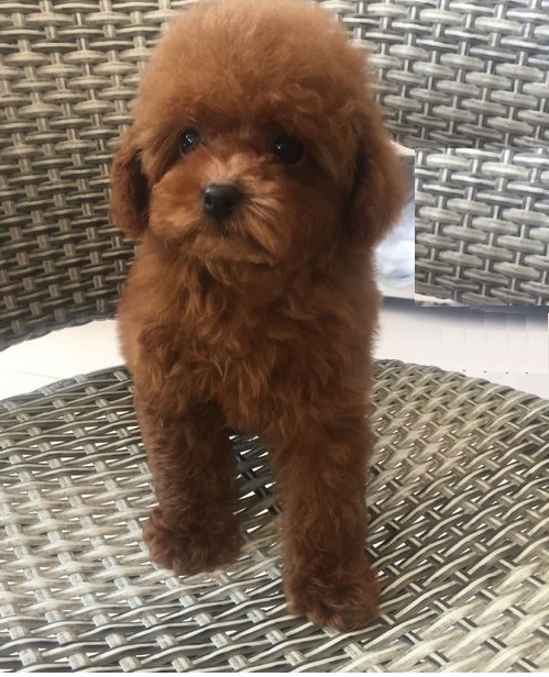 泰迪幼犬的注意事项,关于泰迪幼犬的知识