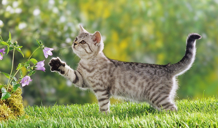 宠物猫挠了后怎么处理,养猫如何避免被猫挠