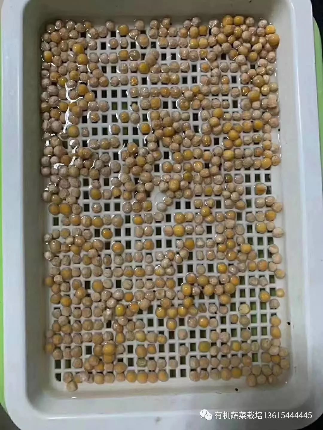 室内种芽苗菜图片,在家可以种的芽苗菜