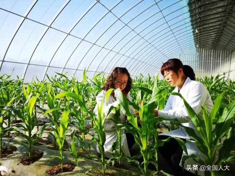 王作英：汗水撒沃土科技铸丰收