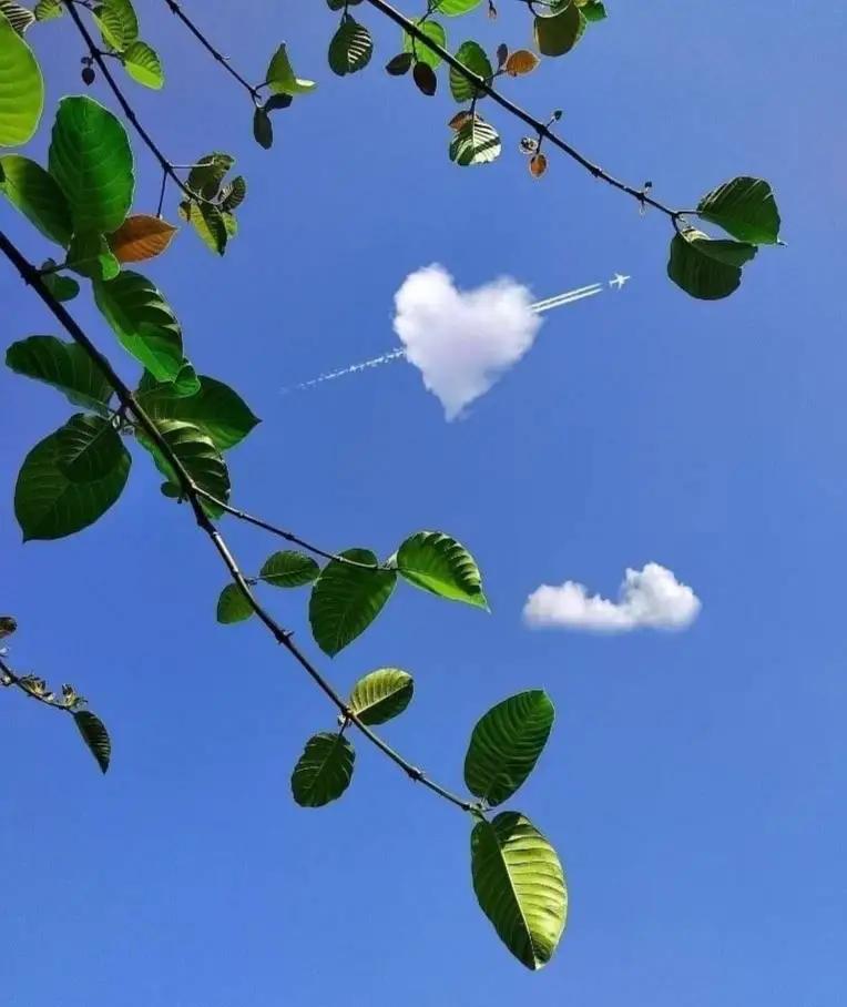 秋天的毛栗子智斗核桃夹子