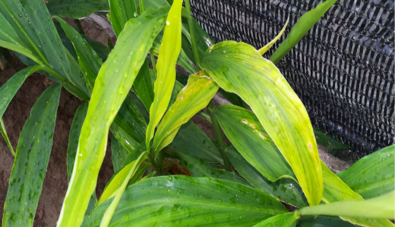 生姜黄叶喷了杀菌药多久可以吸收,生姜黄叶是红蜘蛛危害吗