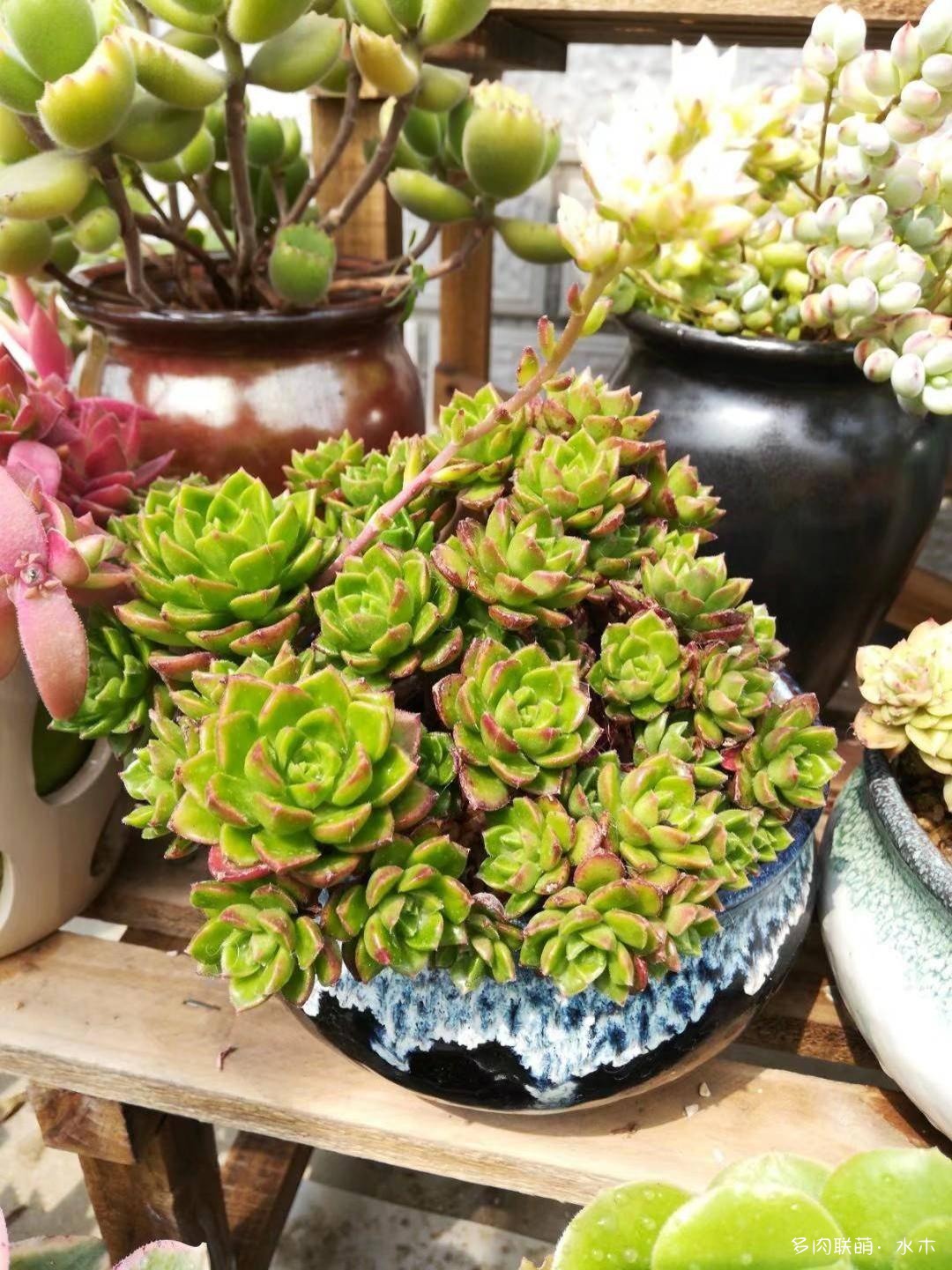 这才是多肉夏天该有的样子,多肉短期内颜值最高的时刻