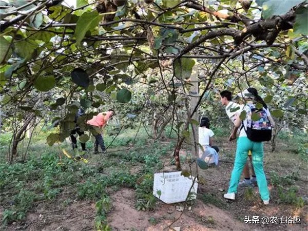 口碑不要了？8月才成熟，提前一个月就采摘，果子放到坏也不熟