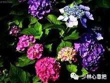 中药图片大全名称,中药图片大全带药名高清