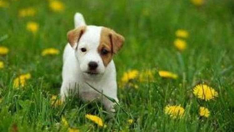 狗狗临产前像月经出血,狗狗临产前为什么爱吃东西