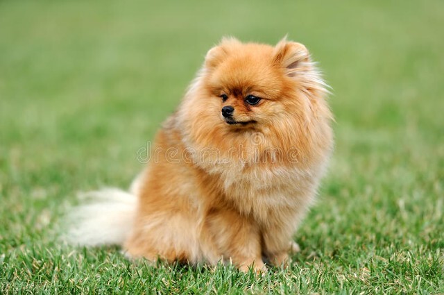 养宠经验狗狗着凉拉稀怎么办,养宠笔记狗狗拉稀怎么回事