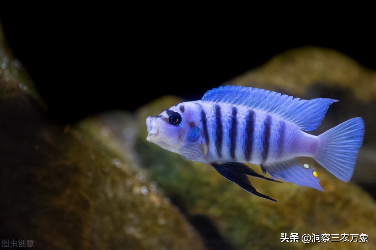 三湖慈鲷怎么养视频在线观看,如何养好三湖慈鲷黄金虎