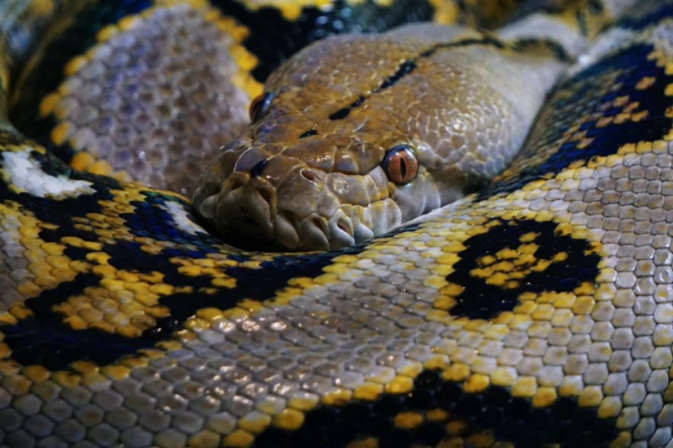 索尼微单a5100怎么导出视频 (索尼微单a5100可以拍视频吗)