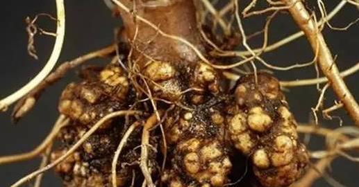 植物细菌性的病害由什么引起的,植物细菌性的病害用什么药