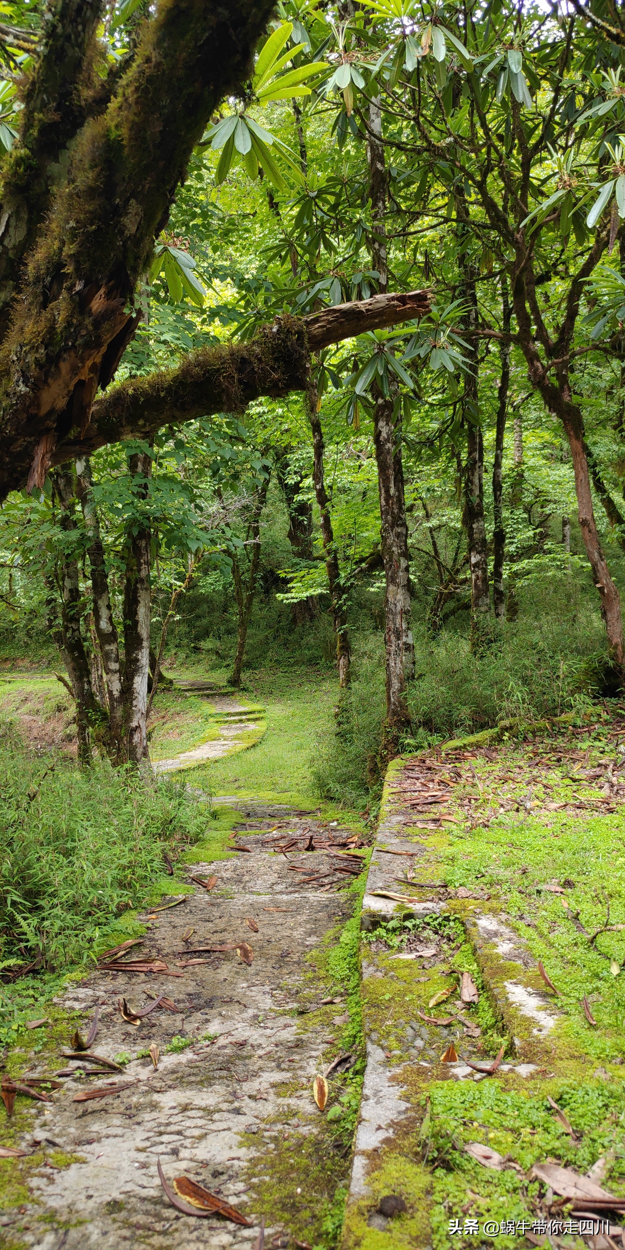 一家三口重庆到拉萨旅游攻略预算,一家三口成都去拉萨大概要多少钱