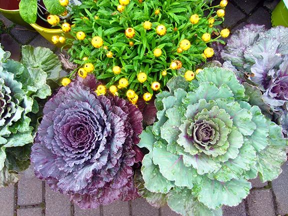 干货分享种植小技巧,混合花境设计与种植建议