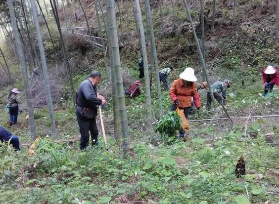 农村经常看见的一种洋姜,洋姜有哪些地方用得最多