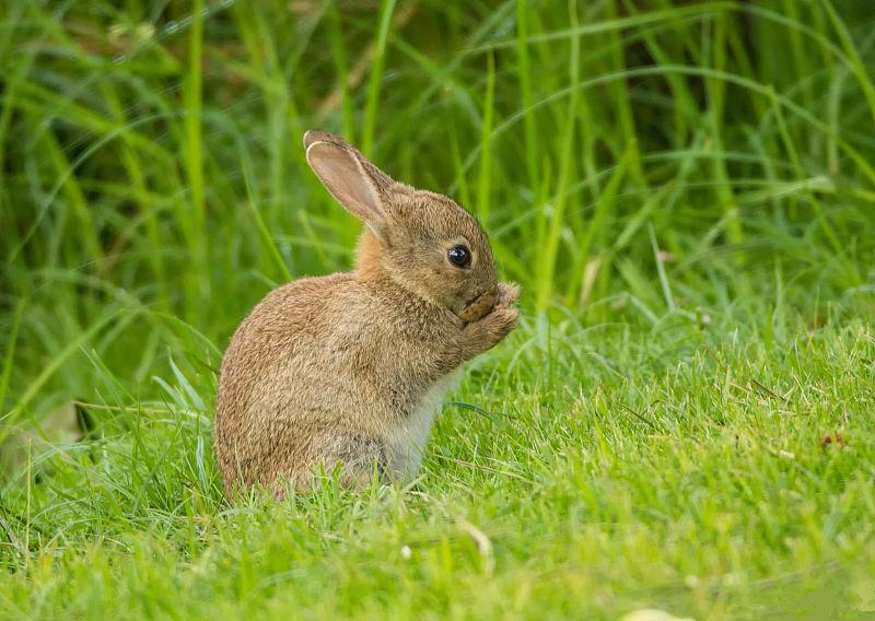 养兔技术兔的免疫接种分类及方法,兔巴氏杆菌病症状和治疗