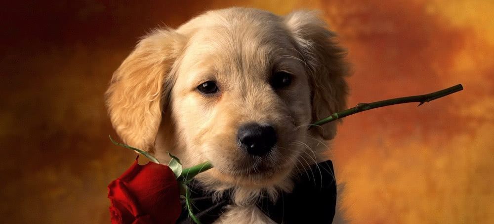 狗狗犯错能不能不喂吃的,狗狗对待食物的各种表现