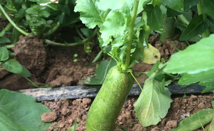 萝卜病害防治对照图谱,萝卜病虫害防治打什么药