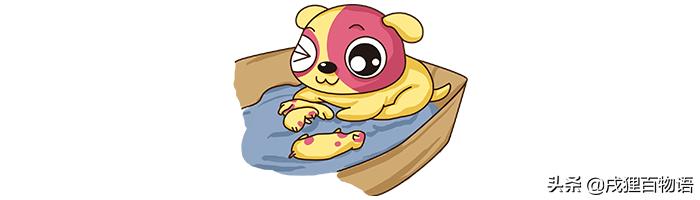 你会给狗做手术吗,为什么狗狗天生会接生宝宝呢