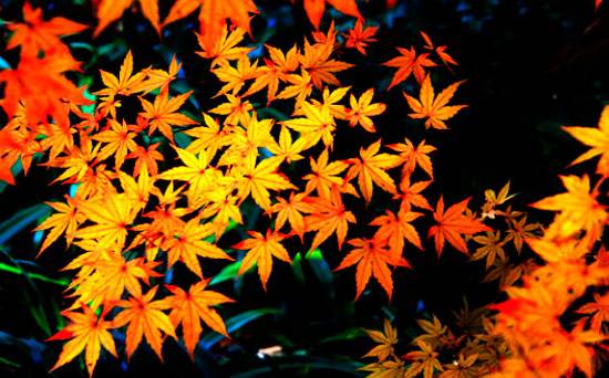 梨要吃公梨还是母梨,第一次吃梨选哪种梨