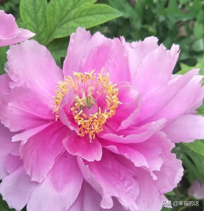 6月到了，送你6花6蝶6鸟6景6曲6诗，这月顺顺利利。