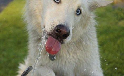 判断狗狗有没有狂犬病的三种方法,有狂犬病毒的狗狗有什么表现