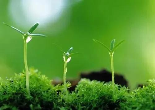 关于春天的古诗词美篇,让人惊艳的春天古诗词