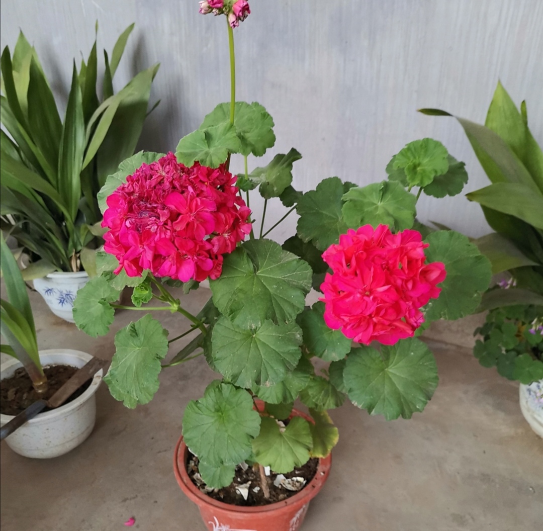 花盆里有蚂蚁用驱蚊花露水驱蚂蚁,花盆里蚂蚁怎么消灭最彻底