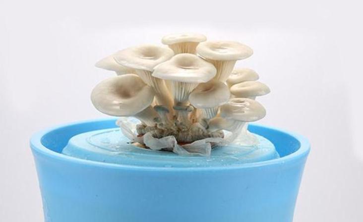 教你种植蘑菇,家庭蘑菇种植方法和步骤