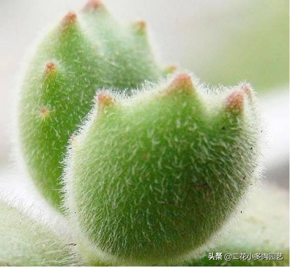 365种·常见花卉图谱，观果和多肉植物收藏篇