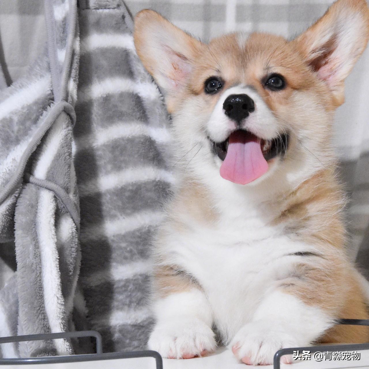 养宠知识狗狗发现呕吐怎么办,宠物狗疫苗过敏了怎么办