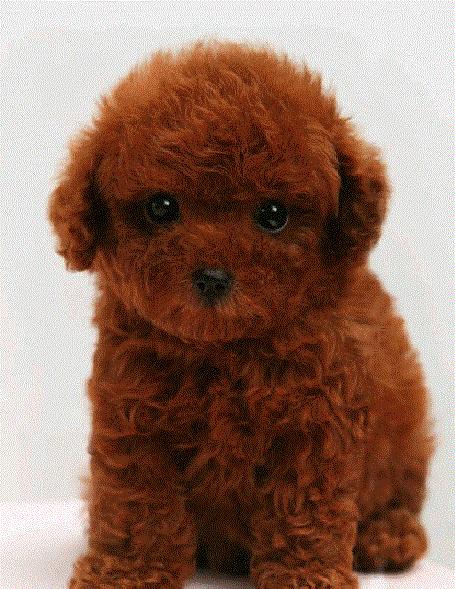 在网上买泰迪注意事项,购买泰迪幼崽