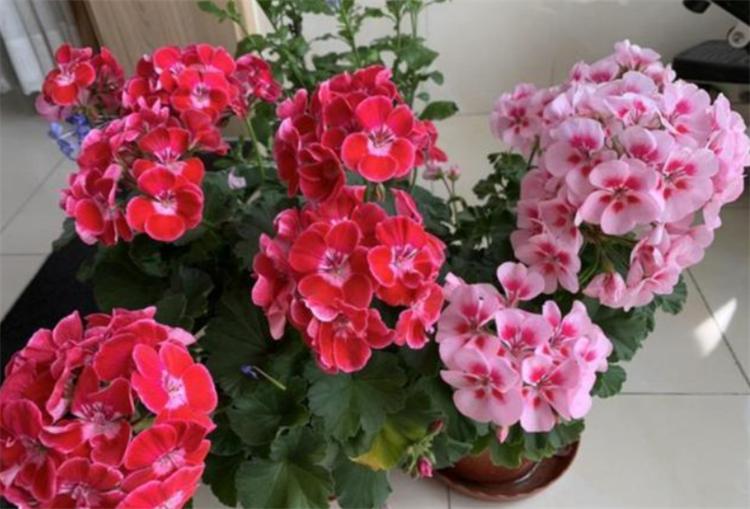 出远门2个月植物怎么浇水,外出两个月绿植怎么浇水