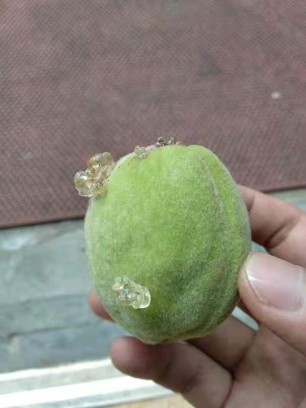 流胶病对树有什么影响,树木流胶的防治方法