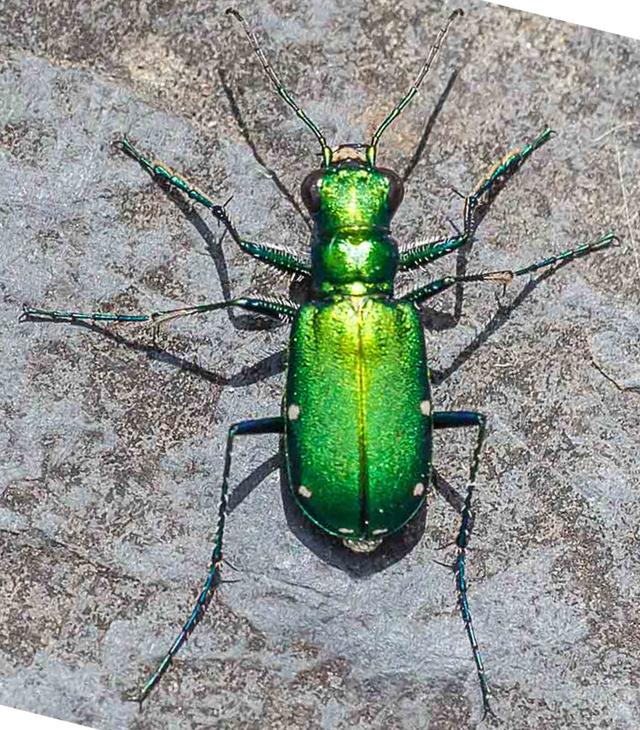 瓢虫害虫和益虫的区别图,益虫害虫有哪些视频