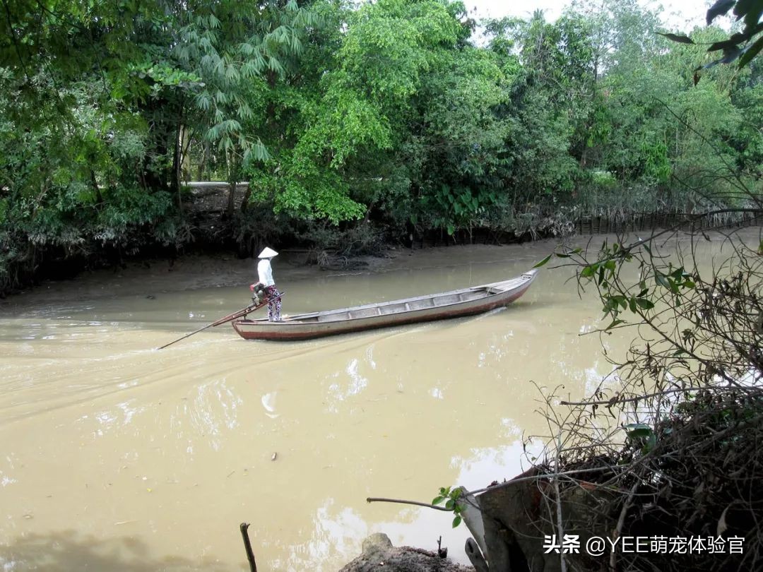 泰北虎养不活,泰北虎鱼为什么一直在缸底