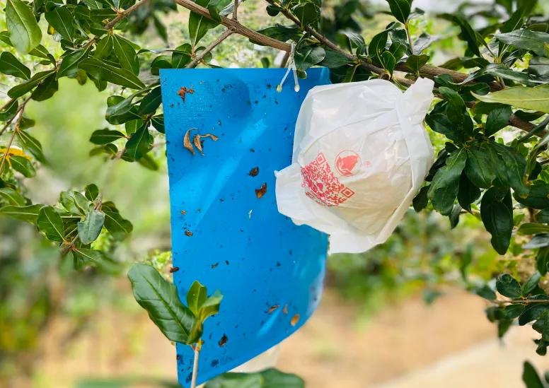 好吃不吐籽的突尼斯软籽石榴来了,被誉为可以吃的雅诗兰黛软籽石榴